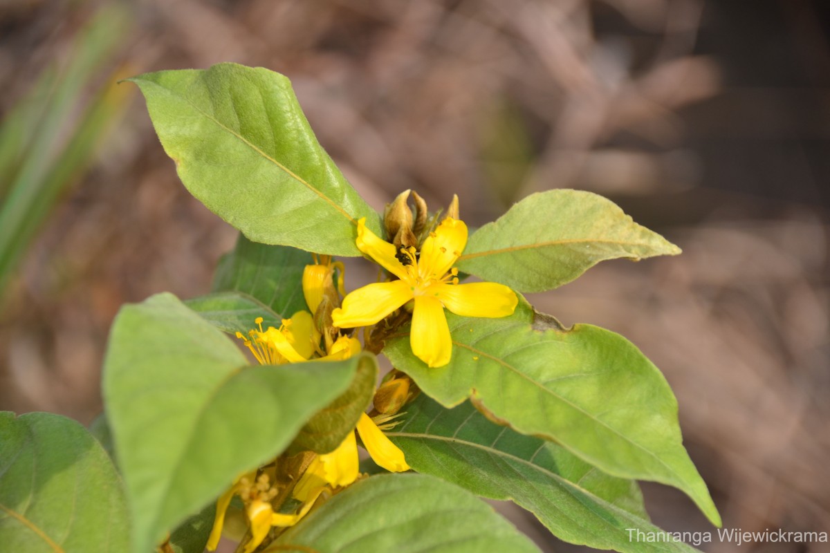 Hugonia ferruginea Wight & Arn.